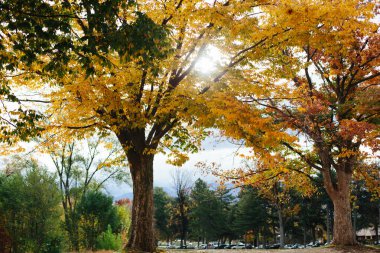 Sun shining through yellow leaves on trees on autumn day in Utah