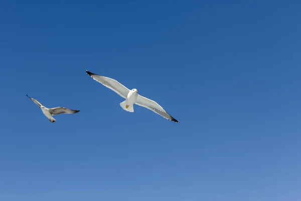 Two Seagulls Flying Freely Los Gigantes Cliff Background Los Gigantes — стокове фото