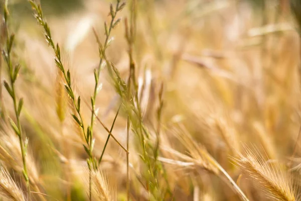 Campo Oro Hierbas Silvestres Que Parecen Wheat Tenerife España — Foto de Stock