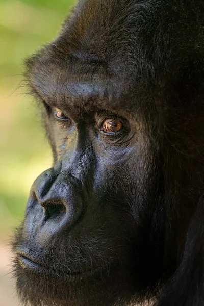 Großaufnahme Eines Silberrücken Gorillas — Stockfoto