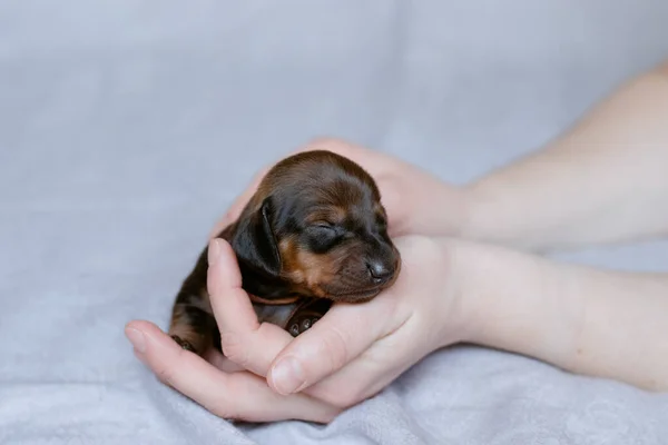 Newborn Dachshund Puppy Held His Hands — стоковое фото