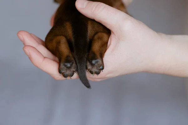 Paws and tail of a puppy in hands.