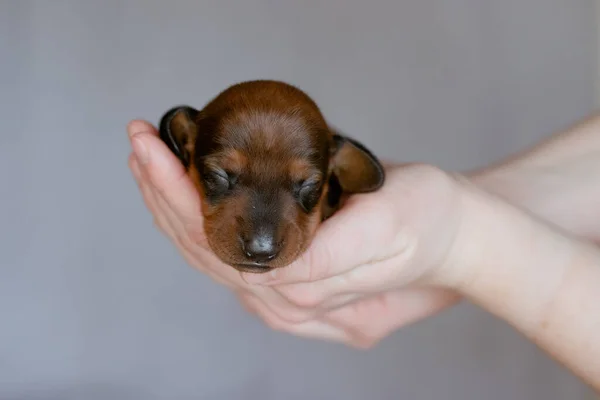 Newborn Puppy Held His Arms — Photo
