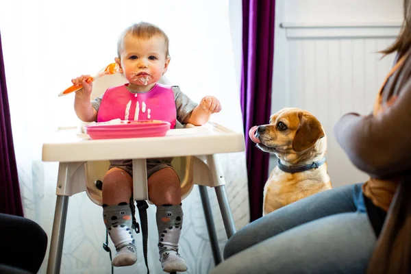 Baby Eats Yogurt Family Dog Looks Begs — Stock Fotó