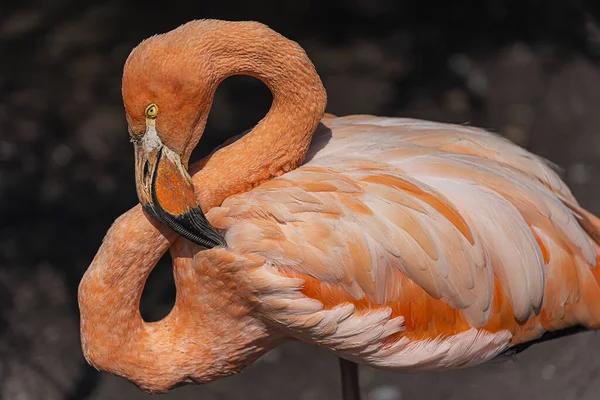 Beatiful Flamingos Closeup Wildlife Landscape — ストック写真