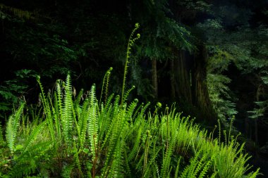 A lush forest filled with greens, illuminated at night.