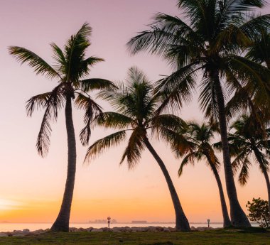 palms views sunset tropical in miami