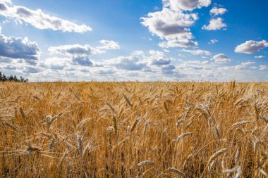 Kuzey Dakota 'da buğday