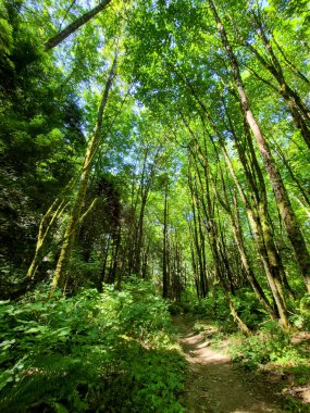 Ormanda yürüyen patika.