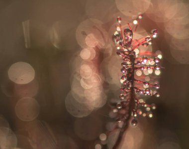 Sundew kapat, drosera intermedia