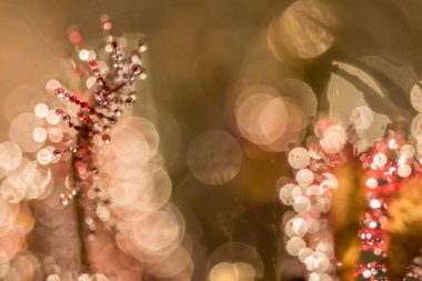 Sundew kapat, drosera intermedia