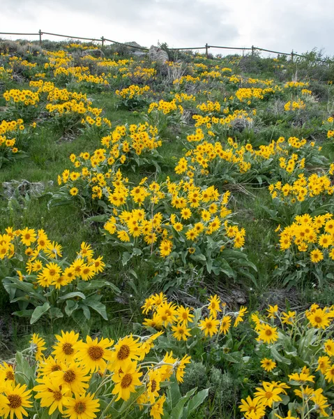 在南达科他州农村 黄花点缀在田园诗般的山坡上 — 图库照片