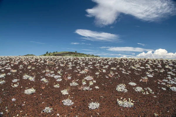 Tough Shrubs Grow Hazardous Terrain Ancient Lava Flow Idaho Craters — Stock Photo, Image