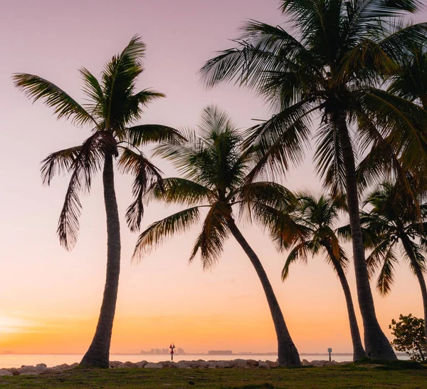 Palms Views Sunset Tropical Miami — Fotografia de Stock