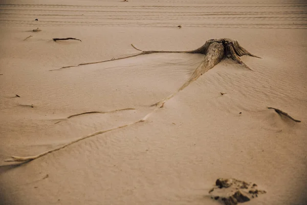 Ancient Roots Trees Wild Beach — Zdjęcie stockowe