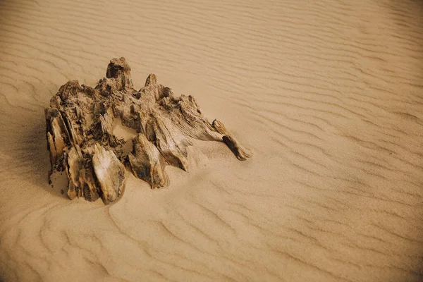 Ancient Roots Trees Wild Beach — Fotografia de Stock