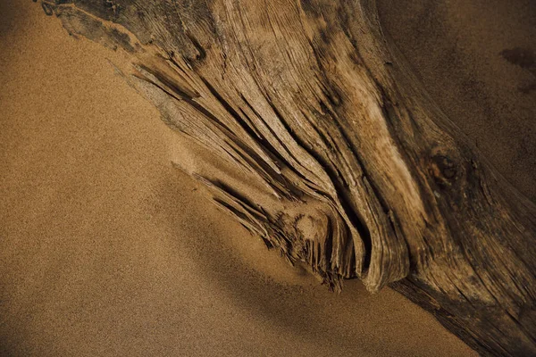 Ancient Roots Trees Wild Beach — Stock Fotó