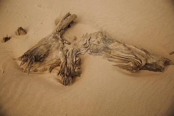 Ancient Roots Trees Wild Beach —  Fotos de Stock