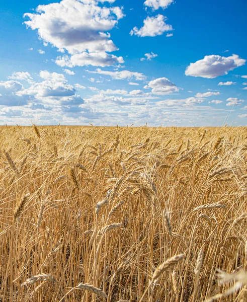 Wheat North Dakota — Fotografia de Stock