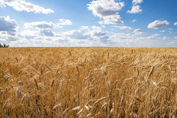 Wheat North Dakota — 스톡 사진