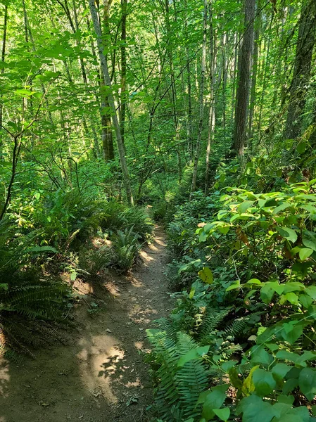 Winding Path Woods — Foto Stock