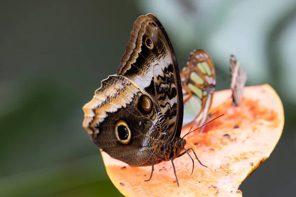 Owl Buterfly Natural Environment — Fotografia de Stock