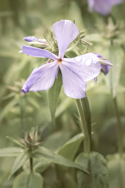 Lila Blume Mit Regentropfen Wald — Stockfoto