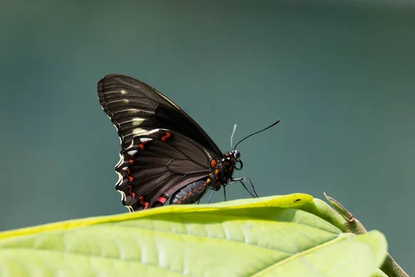 Black Red Buterfly Natural Environment — Fotografia de Stock