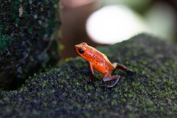 Blue Jeans Frog Natural Environment — Stockfoto