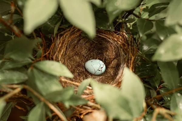 Yuvadaki açık mavi yumurta yapraklarla çevrili.
