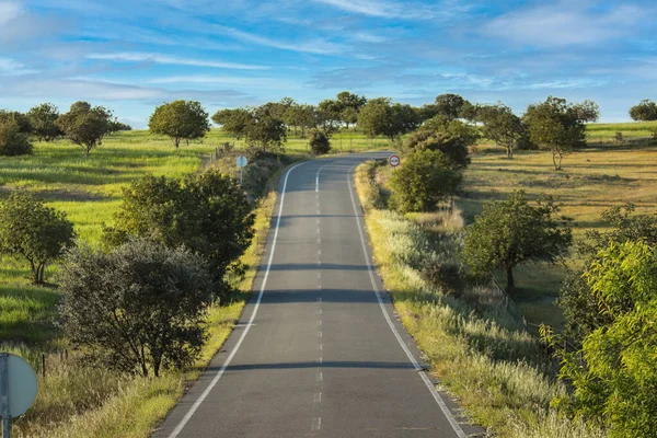 Kırsal yol mantar ağaçlarıyla çevrili.
