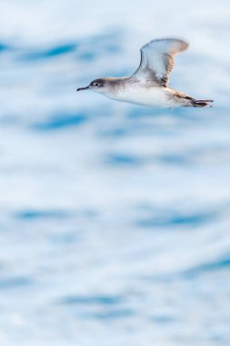 Akdeniz 'de bir balear yelkovan suyu (Puffinus mauretanicus)