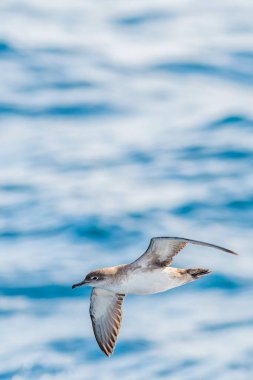 Akdeniz 'de bir balear yelkovan suyu (Puffinus mauretanicus)
