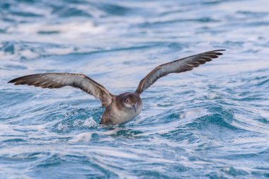 A balearic shearwater (Puffinus mauretanicus) in the Mediterranean sea
