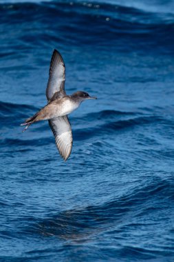 Akdeniz 'de bir balear yelkovan suyu (Puffinus mauretanicus)