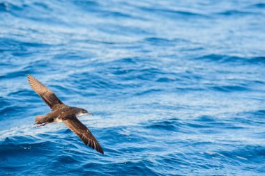Akdeniz 'de bir balear yelkovan suyu (Puffinus mauretanicus)