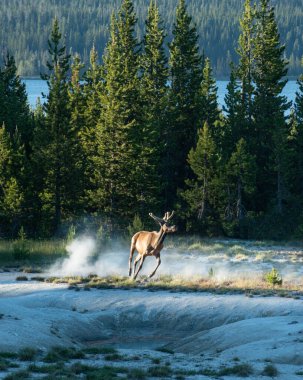 Yellowstone Ulusal Parkı 'ndaki kaplıcalarda dolaşan bir geyik tozu sallıyor..