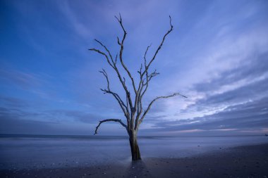 Atlantik, Edisto adasının sahilini aşındırıyor. Yakınlardaki bir ormanı yavaşça dalgalara yenik düşürüyor..