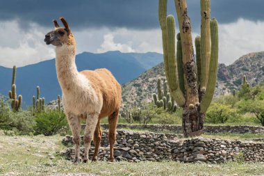 A llama takes a break from the hot desert sun at the Ruinas de Quilmes