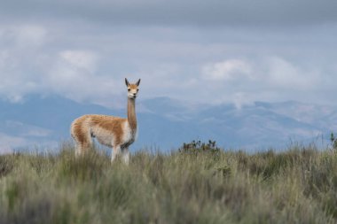 A lonely guanaco in the countryside of Argentina.
