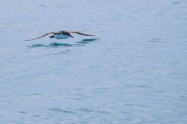 Una Pardela Baleárica Puffinus Mauretanicus Mar Mediterráneo — Foto de Stock
