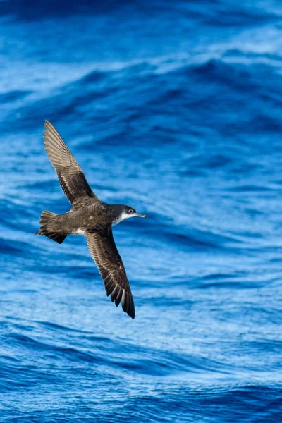 Балеарні Стрижні Води Puffinus Mauretanicus Середземному Морі — стокове фото