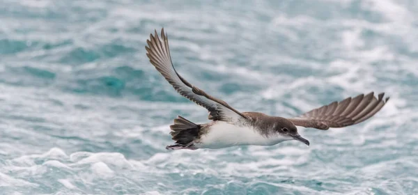 Βαλεαρίδες Puffinus Mauretanicus Στη Μεσόγειο — Φωτογραφία Αρχείου