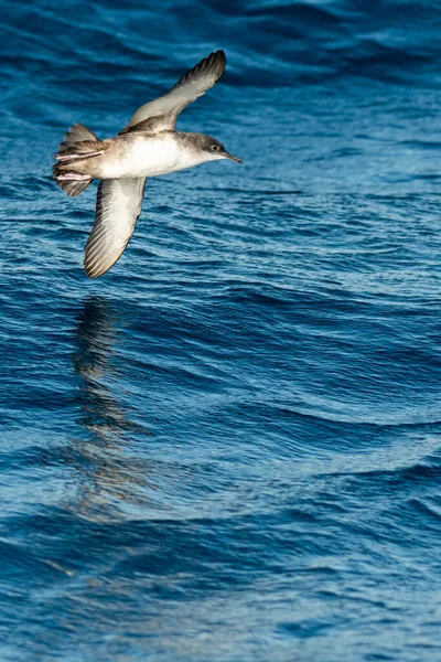 Balearic Shearwater Puffinus Mauretanicus Mediterranean Sea — Fotografia de Stock