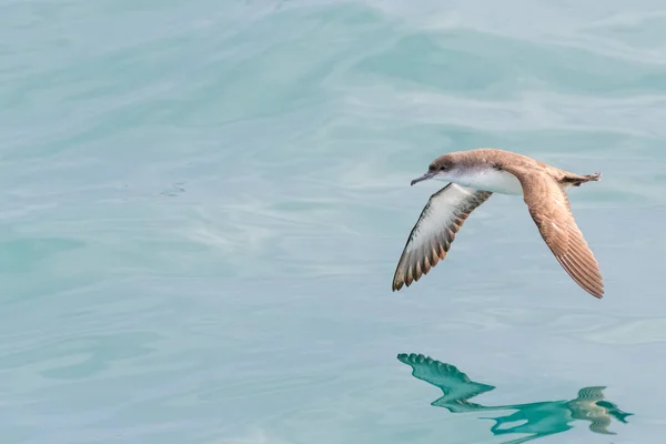 Balearic Shearwater Puffinus Mauretanicus Mediterranean Sea — стокове фото