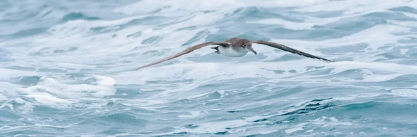 Βαλεαρίδες Puffinus Mauretanicus Στη Μεσόγειο — Φωτογραφία Αρχείου