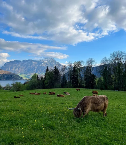 Bull Grazing Landscape Snow Capped Mountains Blue Lake — Stockfoto