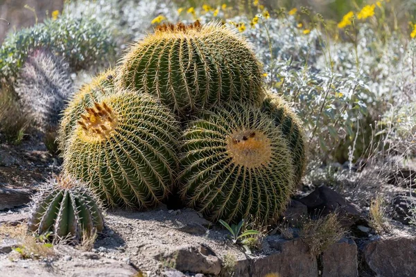 Spherical Cyclindrical Cactus Long Yellow Spines Flowers — Stockfoto