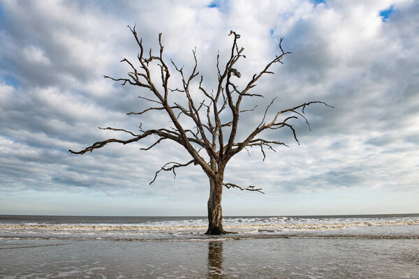 The Atlantic erodes the beach of Edisto Island, leaving a nearby forest to slowly succumb to the waves.