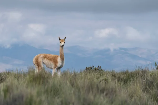 Lonely Guanaco Countryside Argentina — ストック写真
